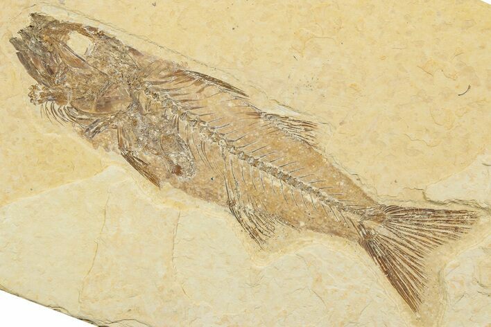 Uncommon Juvenile Fish Fossil (Mioplosus) - Wyoming #244626